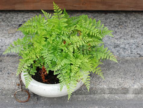 陰生植物 一覧|「日陰でも育つ」植物一覧（条件から探す）｜図鑑検索｜みんな 